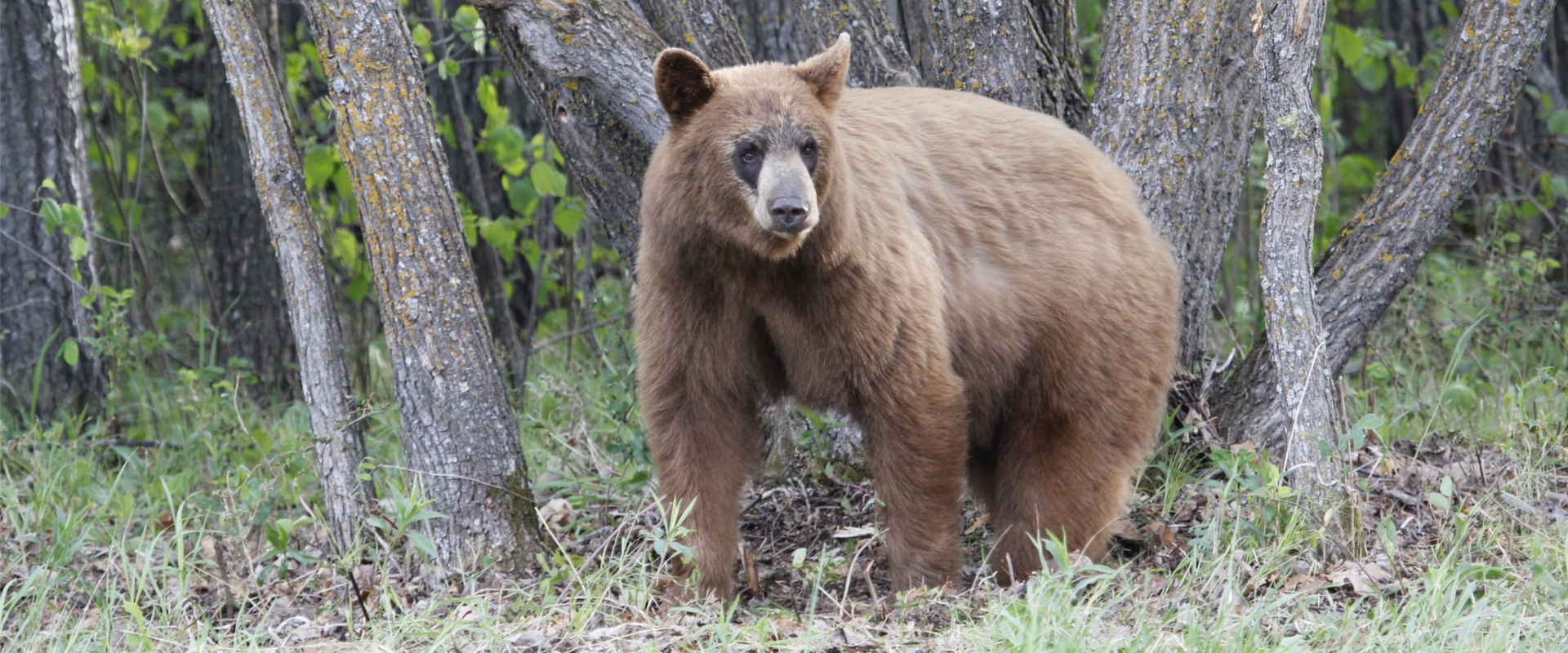 Spring & Fall Trophy Canada Black Bear Hunts Spring & Fall Trophy Canada Black Bear Hunts
